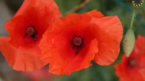 高清罂粟花图片_11