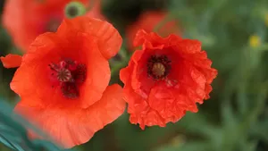 高清罂粟花图片_12
