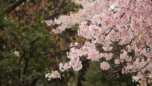 樱花图片壁纸_3