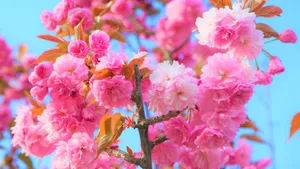 樱花图片壁纸_5