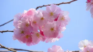 樱花图片壁纸_6