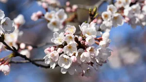 樱花图片壁纸_8