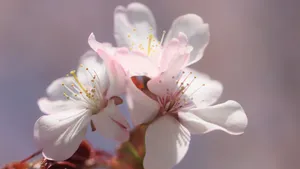 樱花图片壁纸_10