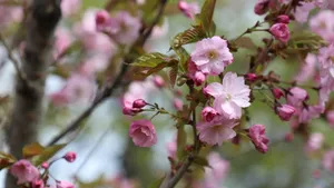 樱花图片壁纸_12