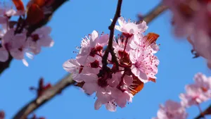 樱花图片壁纸_13