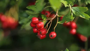 火红的玫瑰果图片_9