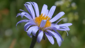 高清紫菀图片_6