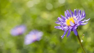 高清紫菀图片_12