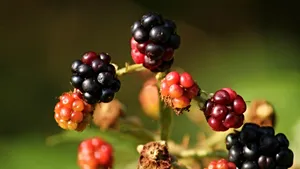 黑莓树上的黑莓图片_4