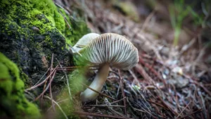 高清绿色青苔图片_4