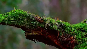 高清绿色青苔图片_6