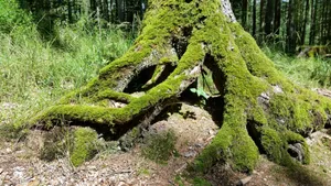高清绿色青苔图片_8