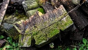 高清绿色青苔图片_9