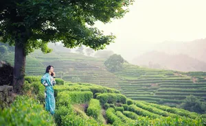 莫文蔚龙井茶园清新靓丽图片_4