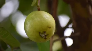 绿色芭乐图片_8