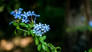 高清勿忘我鲜花图片_5