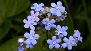 高清勿忘我鲜花图片_6