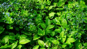 高清勿忘我鲜花图片_7