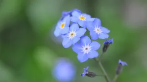 高清勿忘我鲜花图片_9