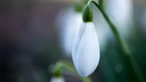 高清雪滴花图片_2