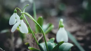 高清雪滴花图片_8