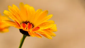 高清橙色金盏花图片_2