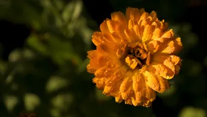 高清橙色金盏花图片_4
