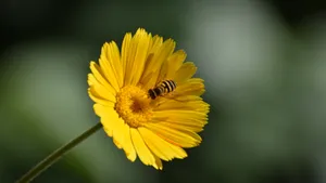 高清橙色金盏花图片_5