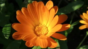 高清橙色金盏花图片_6