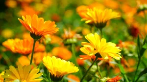 高清橙色金盏花图片_8
