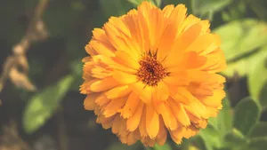 高清橙色金盏花图片_11