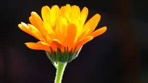 高清橙色金盏花图片_12