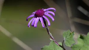 瓜叶菊图片大全_7