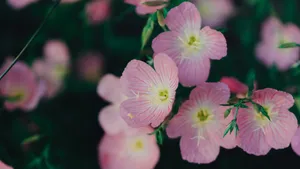 红花酢浆草图片大全_3