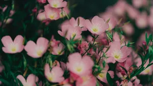 红花酢浆草图片大全_4