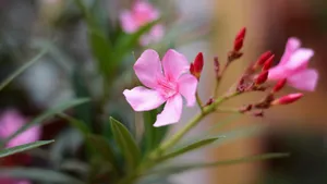 红花酢浆草图片大全_8