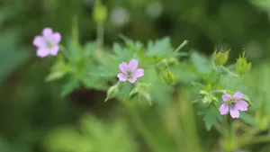红花酢浆草图片大全_9