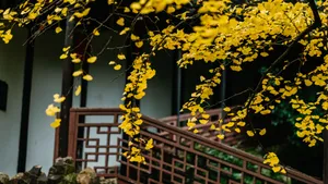 高清银杏树叶图片_4