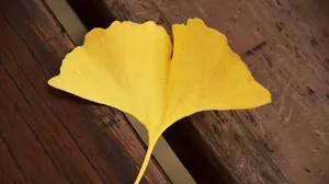 高清银杏树叶图片_9