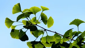 高清银杏树叶图片_12