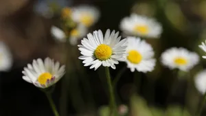 高清雏菊图片大全_6