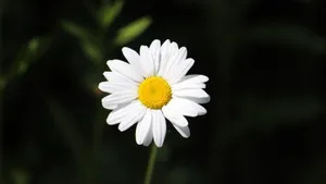 高清雏菊图片大全_7