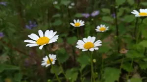高清雏菊图片大全_8