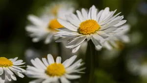 高清雏菊图片大全_11