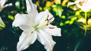 百合花图片大全大图_2