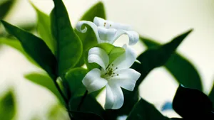百合花图片大全大图_3