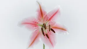 百合花图片大全大图_4