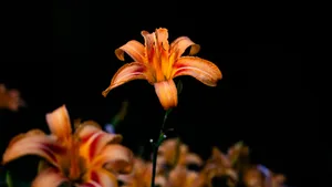 百合花图片大全大图_5