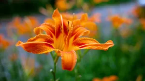百合花图片大全大图_6