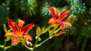 百合花图片大全大图_8